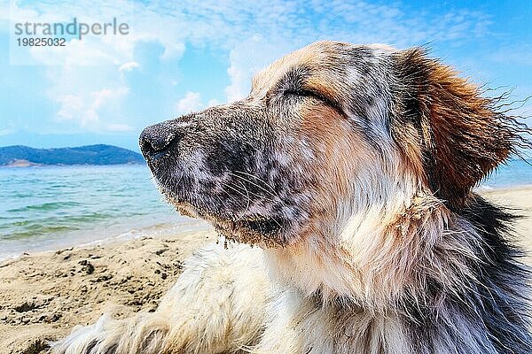 Porträt eines weißen  braunen und schwarzen Hundes großer Rasse  der sich am Strand entspannt  Nahaufnahme