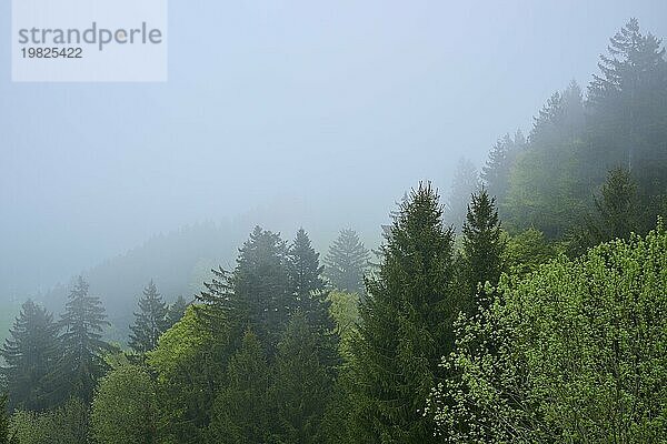 Ein nebliger Wald mit verschiedenen Grüntönen vermittelt eine stille und friedliche Atmosphäre  Frühling  Menzingen  Voralpen  Zug  Kanton Zug  Schweiz  Europa