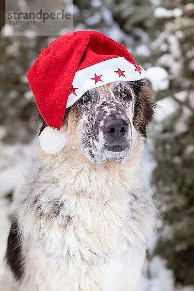 Niedlicher Hund mit Weihnachtsmannmütze und bezaubernden Augen im Freien. Fröhliche Weihnachten Konzept. Atmosphärisches Bild. Weihnachtsgrüße