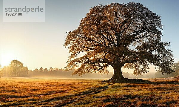 Ein einsamer Baum steht in einem Feld während eines nebligen  goldenen Sonnenaufgangs  der ein Gefühl von Gelassenheit und Ruhe vermittelt AI erzeugt  KI generiert