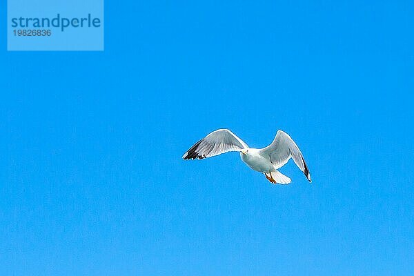 Weiße Möwe fliegt in den sauberen blaün Himmel mit ausgebreiteten Flügeln. Konzept der Freiheit. Platz für Text