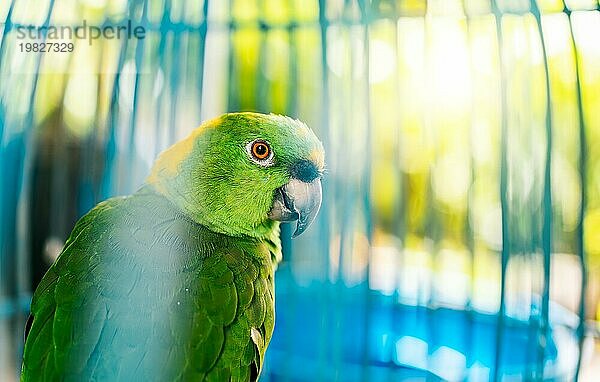Nahaufnahme eines schönen grünen Papageis  der in die Kamera schaut. Porträt eines schönen Gelbnackenpapageis