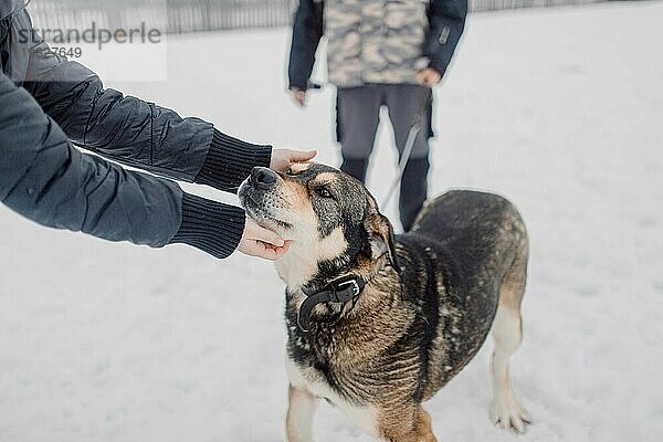 Obdachloser süßer Hund schaut mit traurigen und freundlichen Augen auf eine Person in einem Tierheim für obdachlose Tiere