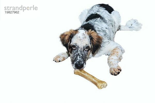 Weiß  schwarz und braun Farbe fuzzy Hund mit Knochen vor weißem Hintergrund  Kopie Raum