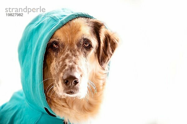 Lustiger großer Hund mit hellblauem Kapuzenpulli sitzt  Gesicht Porträt Nahaufnahme  weißer Hintergrund Kopie Raum