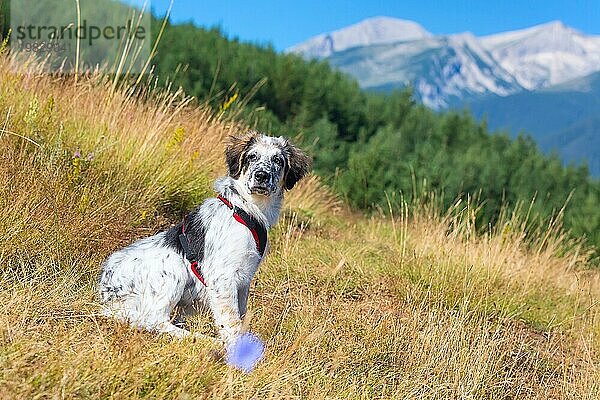 Weiß und schwarz fuzzy Hund in grünem Gras und hohe Berge auf Hintergrund  Freiheit Reisekonzept  Kopie Raum