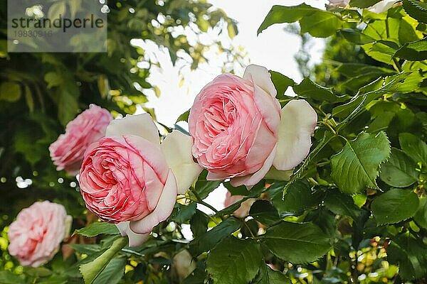 Rosen (Rosa)  Blüte  grünes Laub  Stauden  Blumen  üppige gefüllte Blüten  rosafarbene Blüten  Garten  Beet  Deutschland  Europa