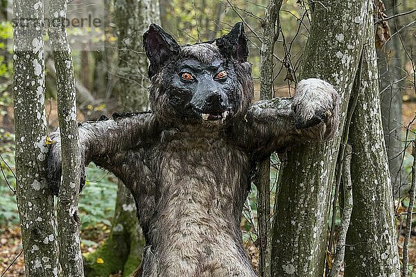 Gruselige Werwolfpuppe im Wald  Waldland  Mensch mit der Fähigkeit  sich in einen Wolf zu verwandeln  in der europäischen Folklore
