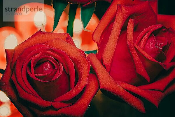 Rote Rose für Valentinstag Hintergrund