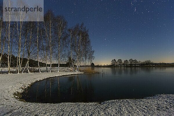 Birken bei Nacht im Winter im Biosphärenreservat Flusslandschaft Elbe  Elbtalaue  Niedersachsen  Niedersachsen  Deutschland  Europa