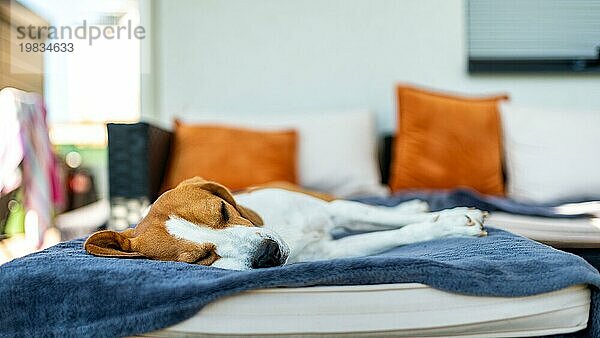 Beagle Hund schläft auf einer Couch im Freien im Schatten. Sommertag im Hinterhof