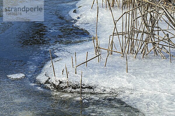 Schilfstängel entlang von Teichen  Seen und Bächen  die durch das Absenken des Wasserspiegels im Winter in der aufgebrochenen natürlichen Eisdecke gefangen sind