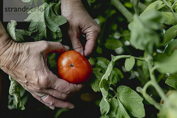 Symbolic image on the topic of gardening: A woman harvests ripe tomatoes in a greenhouse in Vierkirchen  18/08/2023