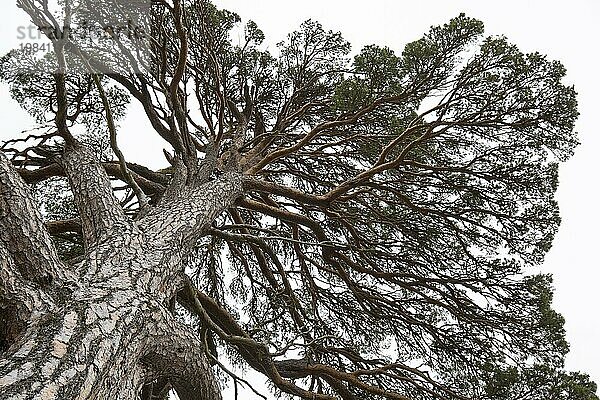Blick aus der Froschperspektive auf Stamm und Äste einer alten Rotföhre (Pinus sylvestris) im Caledonian Forest  Highlands  Schottland  UK
