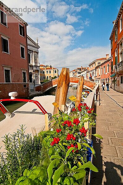 Venedig Italien rote Chilipflanzen Nahaufnahme