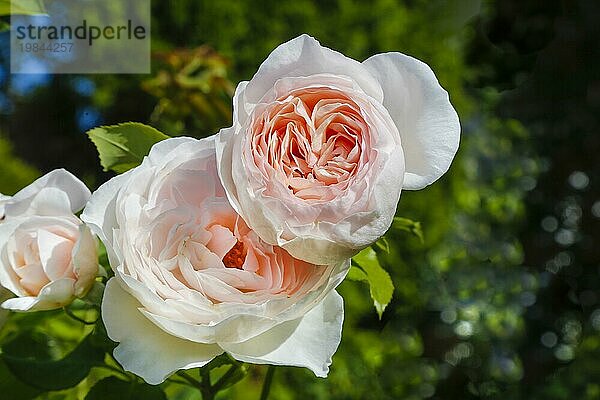 Rosen (Rosa)  Blüte  grünes Laub  Stauden  Blumen  üppige gefüllte Blüten  rosafarbene Blüten  Garten  Beet  Deutschland  Europa