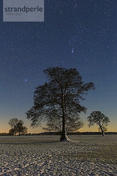 Bäume in einer nächtlichen Winterwiese im Biosphärenreservat Flusslandschaft Elbe  Elbtalaue  Niedersachsen  Deutschland  Europa