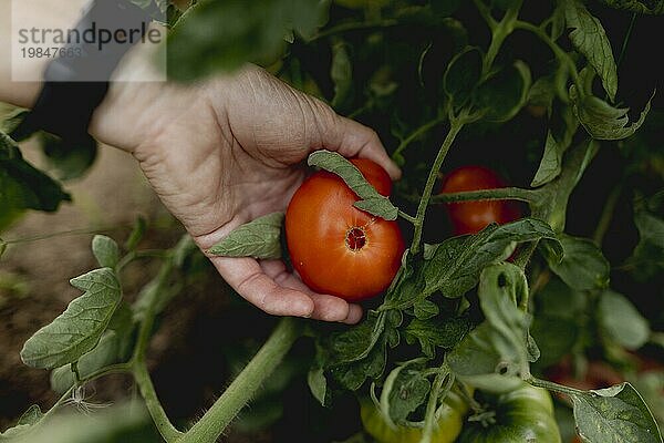 Symbolic image on the topic of gardening: A woman harvests ripe tomatoes in a greenhouse in Vierkirchen  18/08/2023