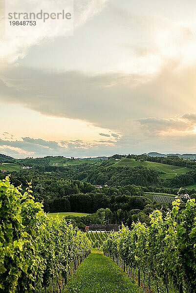 Südsteirische Weinbergslandschaft  Sulztal bei Gamlitz  Österreich. Blick auf die Weinberge von der Sulztaler Weinstraße im Sommer. Touristisches Ziel  Reiseziel