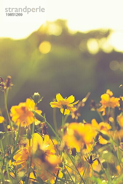 Schöne gelbe Blume bei Sonnenaufgang  Vintage