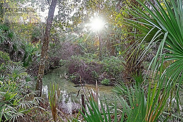 Subtropischer Wald in der Juniper Springs Recreation Area im Ocala National Forest östlich von Ocala  Marion County  Florida  Vereinigte Staaten  USA  Nordamerika