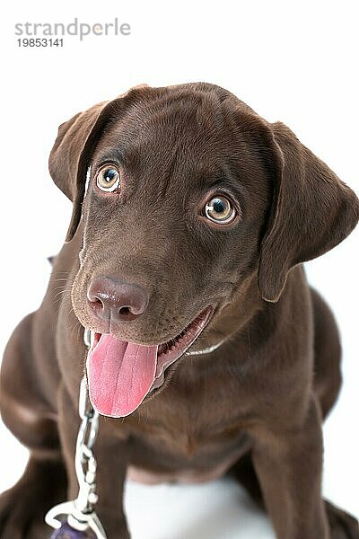 Schokolade Labrador Welpe auf einem braunen Hintergrund