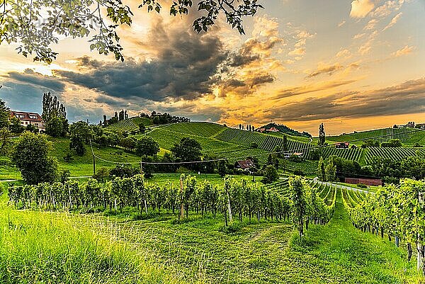 Südsteirische Weinbergslandschaft  Sulztal bei Gamlitz  Österreich. Blick auf die Weinberge von der Sulztaler Weinstraße im Sommer. Touristisches Ziel  Reiseziel