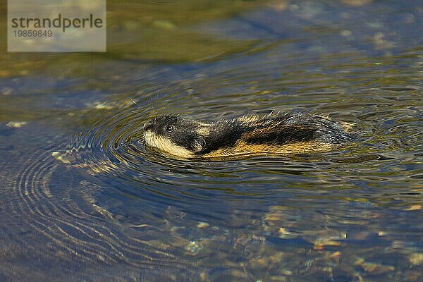 Berglemming (Lemmus lemmus) schwimmt durch einen Fluss  Lappland  Schweden  Europa