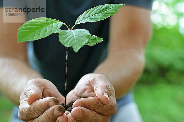 Pflanze in den Händen