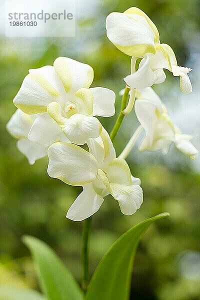 Schöne Orchidee mit Bokeheffekt