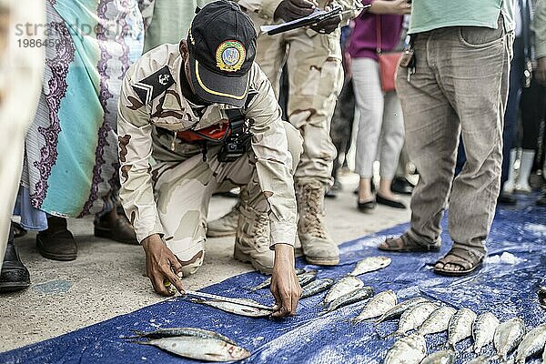 Ein Mitarbeiter der Küstenwache kontrolliert gefangenen Fisch im Rahmen eines Besuches des Kleinfischereihafens in Nouakchott  14.08.2023: Leon Kuegeler photothek.de