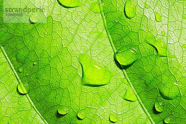 Grünes Blatt mit Wassertropfen  Nahaufnahme  Makro