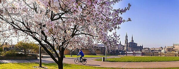 Frühling am Königsufer in Dresden