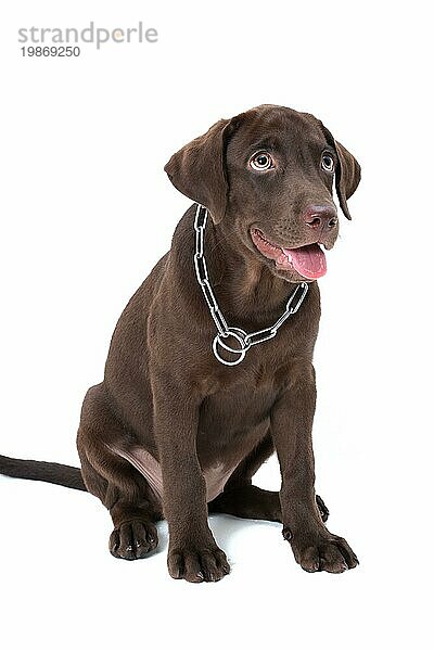 Schokolade Labrador Welpe auf einem braunen Hintergrund