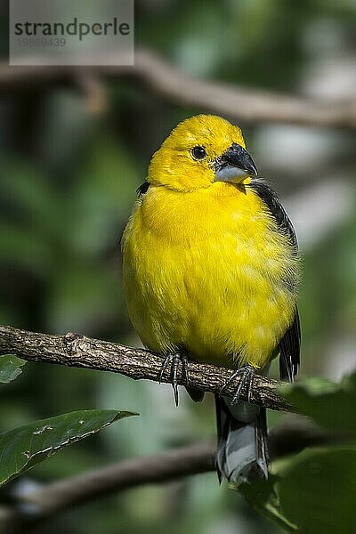 Goldkernbeißer  Goldbauch Kernbeißer  Südlicher Gelbkernbeißer (Pheucticus chrysogaster)  Männchen in einem Baum sitzend  Vorkommen in Südamerika