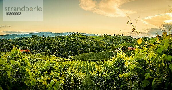 Südsteirische Weinberge Panoramalandschaft  Sulztal in Österreich. Blick auf die Weinberge von der Sulztaler Weinstraße im Sommer. Touristisches Ziel  Reiseziel
