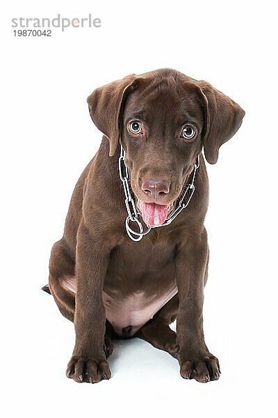 Schokolade Labrador Welpe auf einem braunen Hintergrund