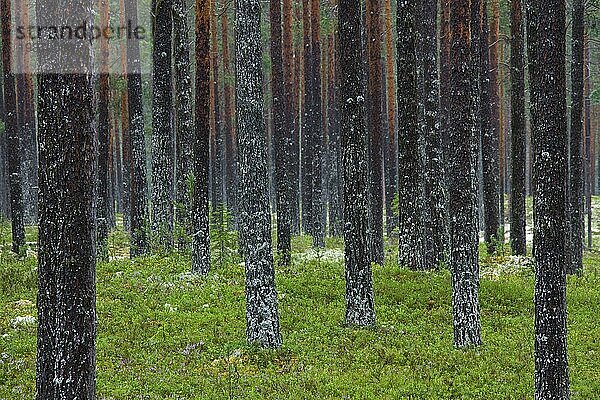 Waldkiefern (Pinus sylvestris) in Wirtschaftswäldern  Dalarna  Schweden  Europa