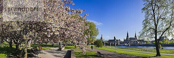 Frühling am Königsufer in Dresden