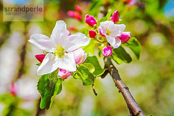 Blume der blühenden Apfelbaum blumigen Hintergrund instagram stile