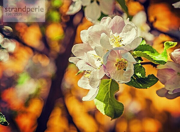 Apfelbaum blumigen Hintergrund Instagram Stil