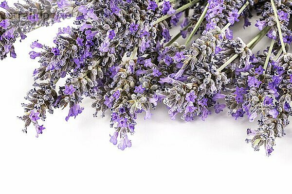 Eine Nahaufnahme von Lavendelblüten auf weißem Hintergrund mit Kopierraum