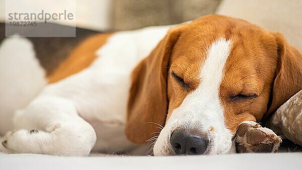 Hund schläft müde auf einer Couch. Lustige Pose  Blick in die Kamera. Beagle auf Sofa