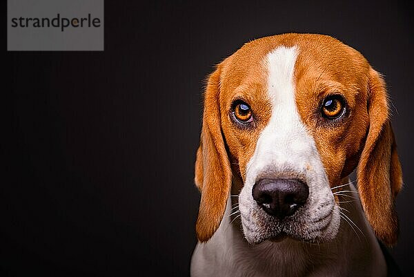 Beagle Hund Porträt auf einem schwarzen Hintergrund isoliert Studio