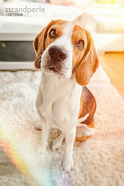 Beagle Hund sitzt auf einem Teppich und blickt in Richtung Kamera