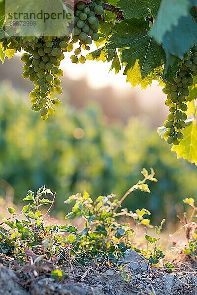 Blaue und grüne Weintrauben auf einem Bauernhof  Abendsonne  Toskana