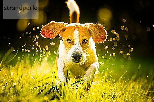 Hund  reinrassiger Beagle springt und rennt wie verrückt durch den Morgentau im herbstlichen Sonnenlicht. Canine schnelle Aktion schießen  laufen in Richtung Kamera. Schöne Hintergrundbeleuchtung