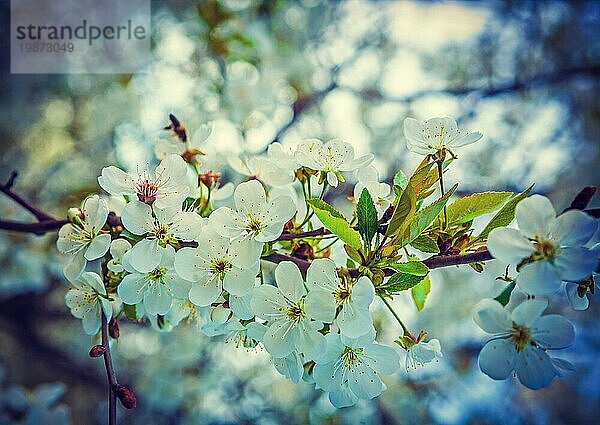 Blumen auf Zweig der blühenden Kirschbaum instagram Stil