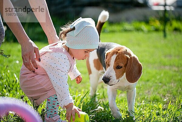 Kleines Mädchen Kind spielt in sonnigen Tag im Hinterhof mit ihrem besten Freund Beagle Hund. Kind freundlich Hund Konzept