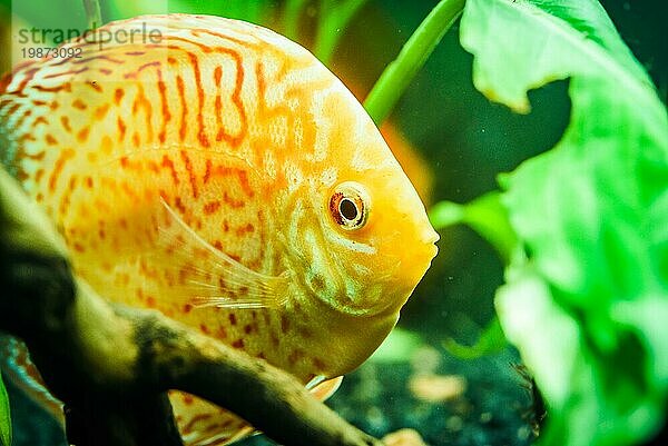 Bunte Fische aus der Gruppe der Diskusfische (Symphysodon) im Aquarium. Selektiver Fokus